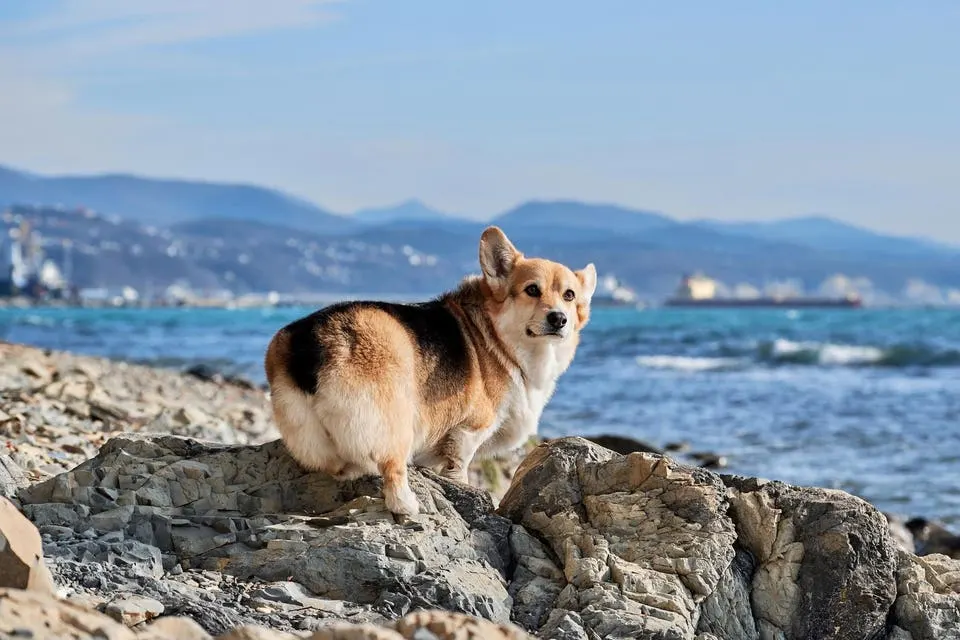 ИИ-страховщик Corgi оценён в $5 млрд после четырёх раундов за пять месяцев