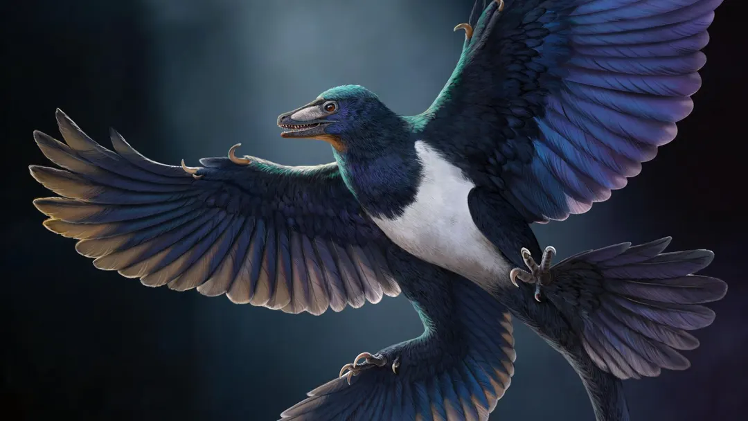 В Китае нашли четырёхкрылого динозавра Norellraptor barsboldi