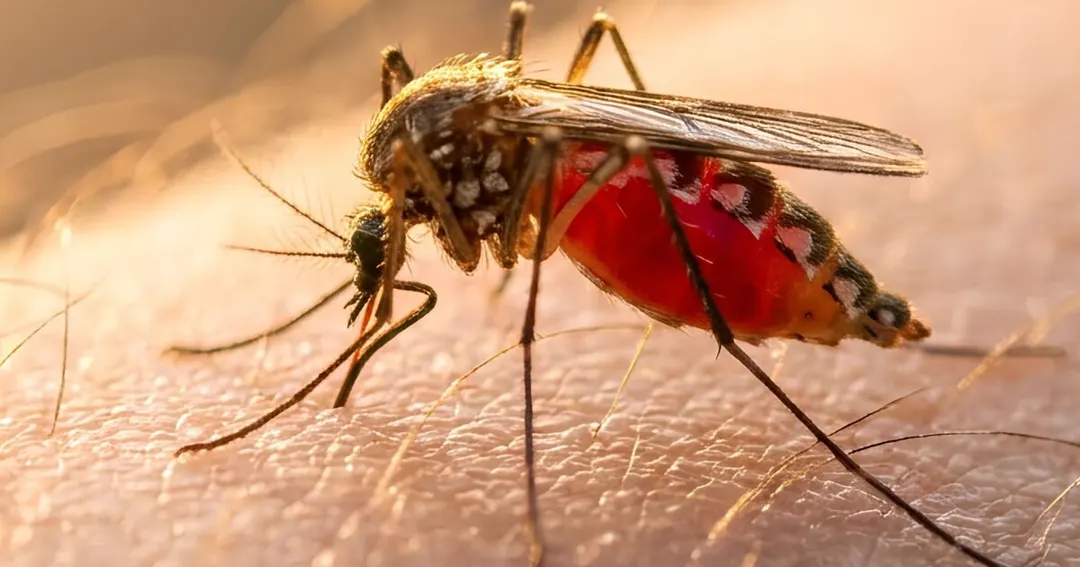 Google расширяет выпуск комаров Aedes aegypti для борьбы с болезнями