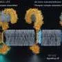 Компьютерный дизайн белка заблокировал рецептор TLR4 в новой точке