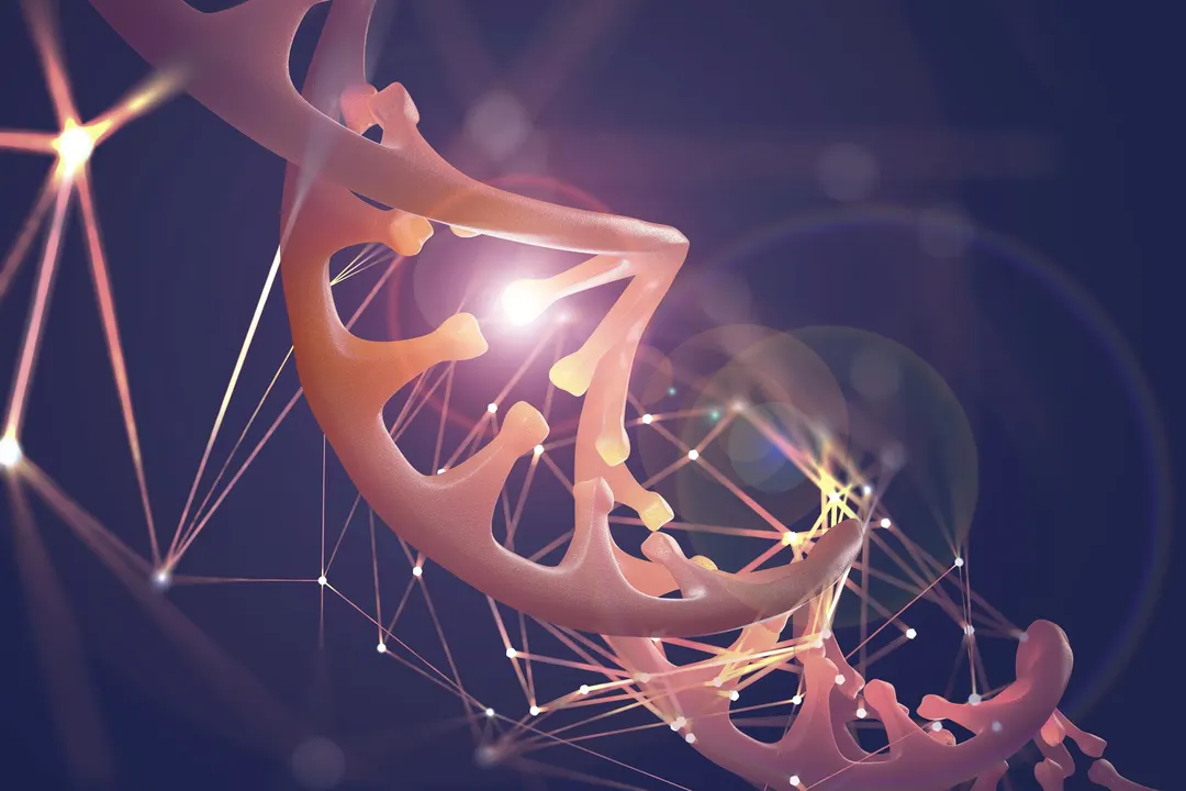 ChromAgeNet распознаёт старение стволовых клеток по 3D-структуре ДНК