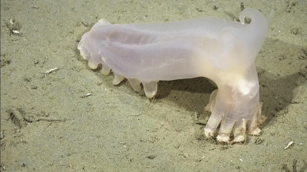 Ocean Census подтвердила 57 новых видов у берегов Аргентины