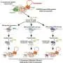 Компактная альтернатива CRISPR вставляет крупные фрагменты ДНК