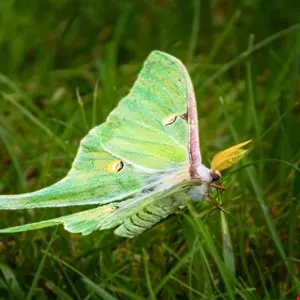 Утечка файлов раскрыла внутреннюю кухню группировки Luna Moth