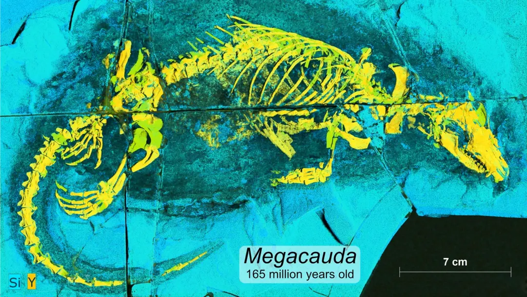 Найден юрский хищник Megacauda sungei с мягким нёбом, как у млекопитающих