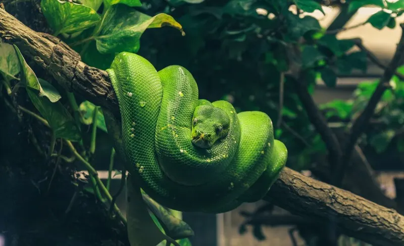 Вышел Python 3.15 с UTF-8 по умолчанию на всех платформах