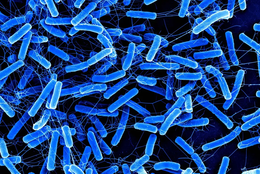 Соединение argyrin B из миксобактерий точечно убивает C. difficile