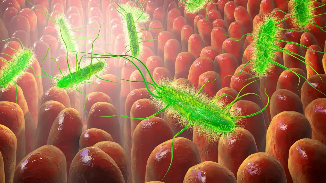 Соединение аргирин B убивает C. difficile, не вредя микробиому