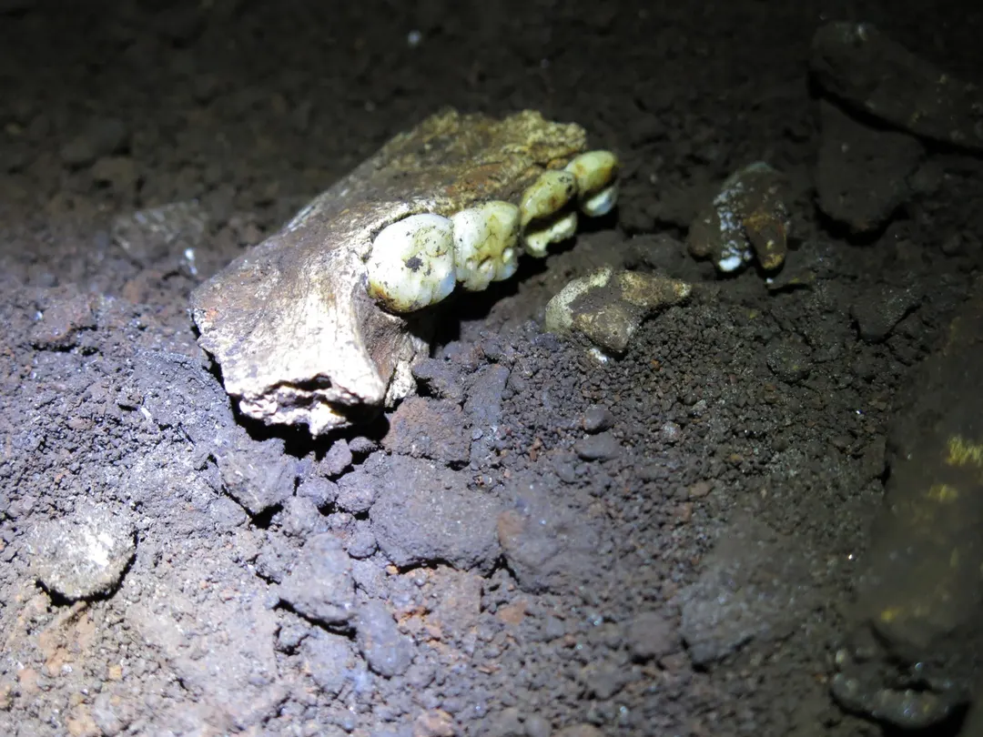 Белки из зубов Homo naledi указали на захоронение только самок