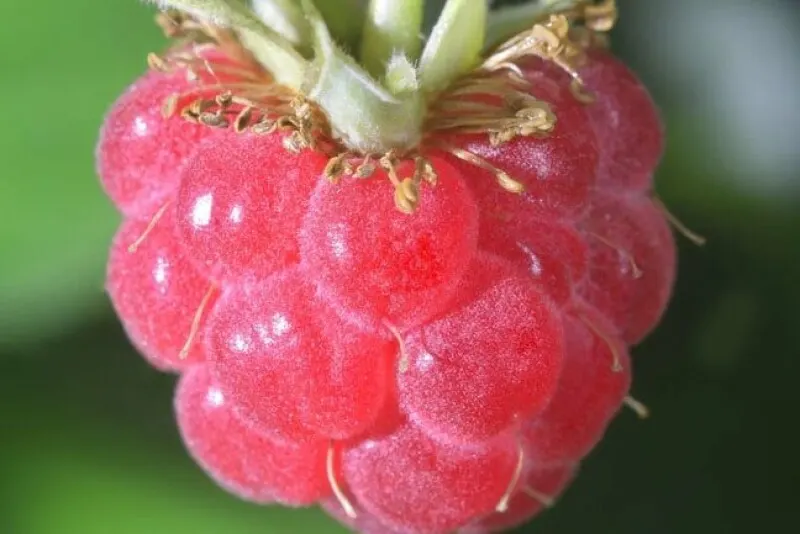 Raspberry Pi Desktop обновился до Debian 13 и оживил старые ПК