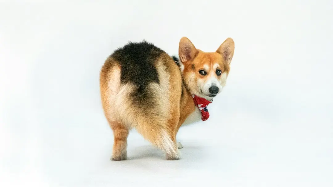Corgi: терминальный мультиплексор с сессиями и учётом токенов для ИИ-агентов