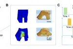 3D-печатный гидрогель растягивается на 1100% для мягких роботов