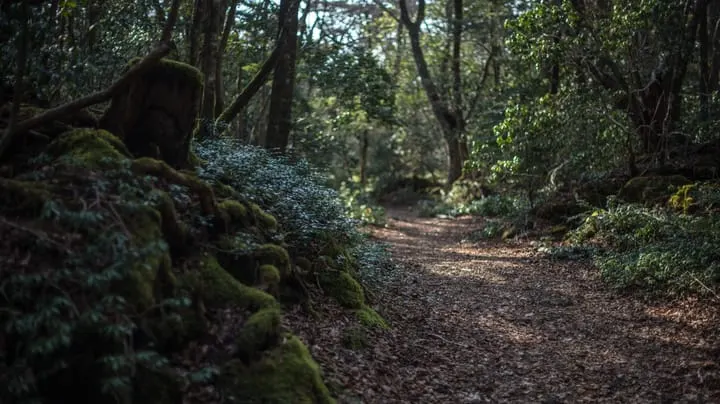 Стилер Aokigahara атакует ключи разработчиков и ИИ-ассистентов