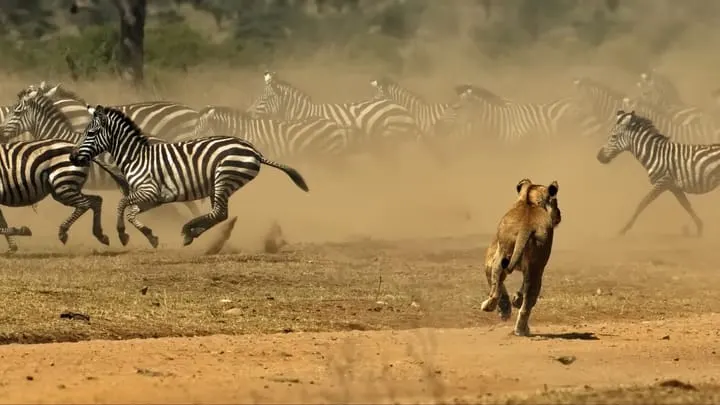 Операция Serengeti: 1462 ареста и $105 млн возвращённых средств